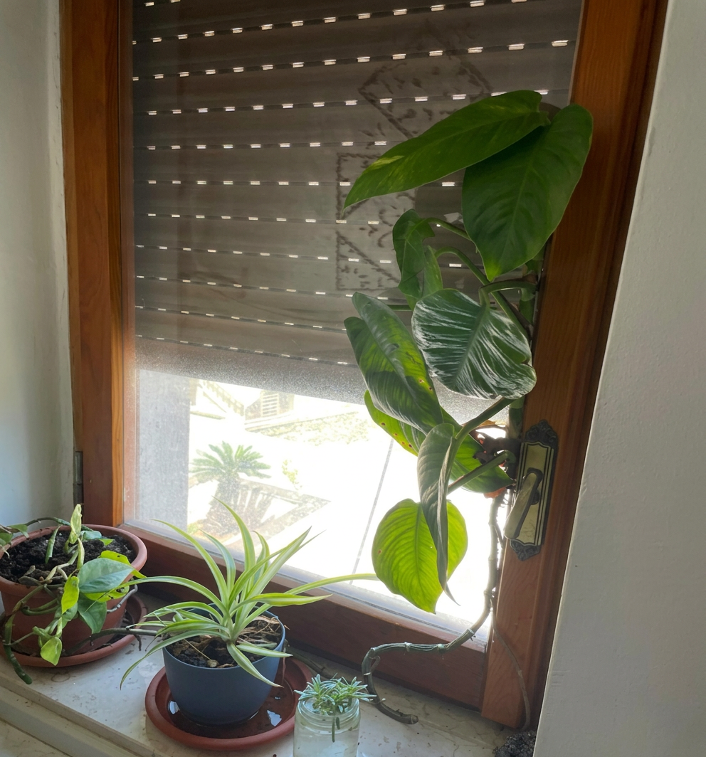 pothos
